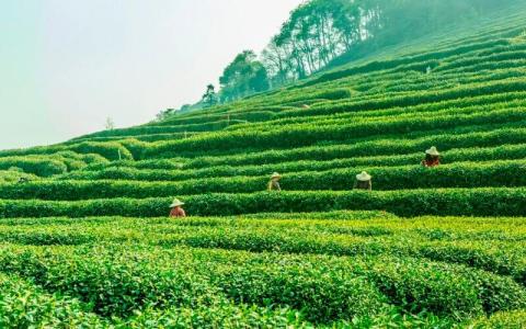 The diversity of tea in the world